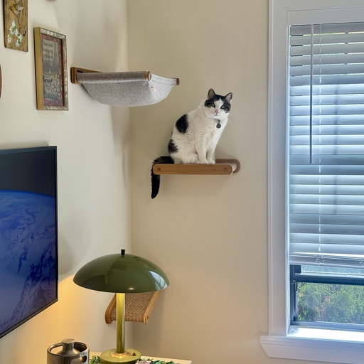 2026-06-13-cat-shelf